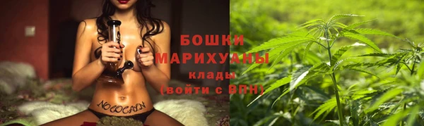 сатива Беломорск