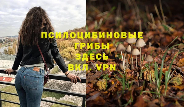 сатива Беломорск