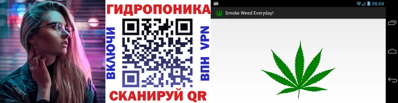 закладки  Видное  Конопля сатива 